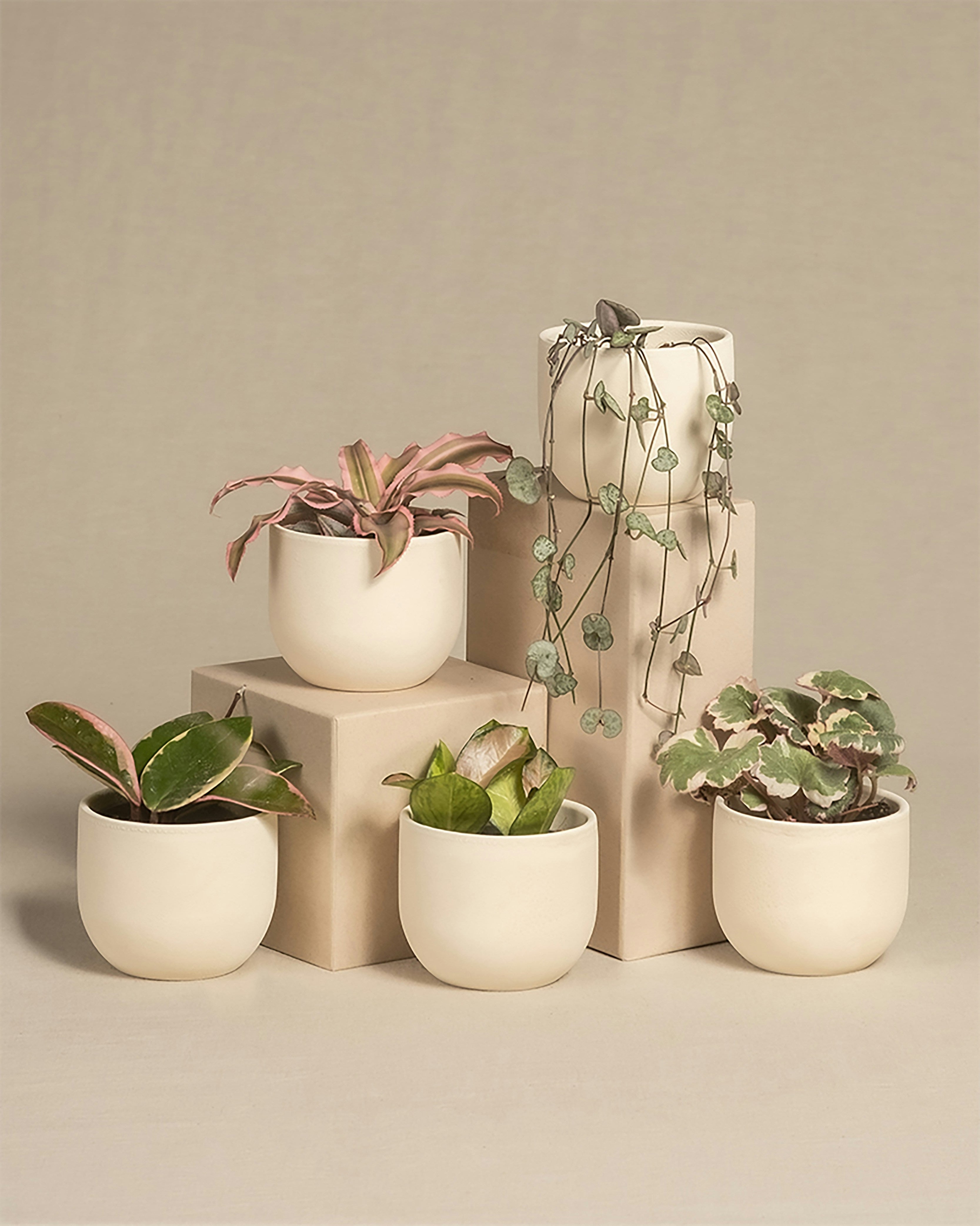 Plants