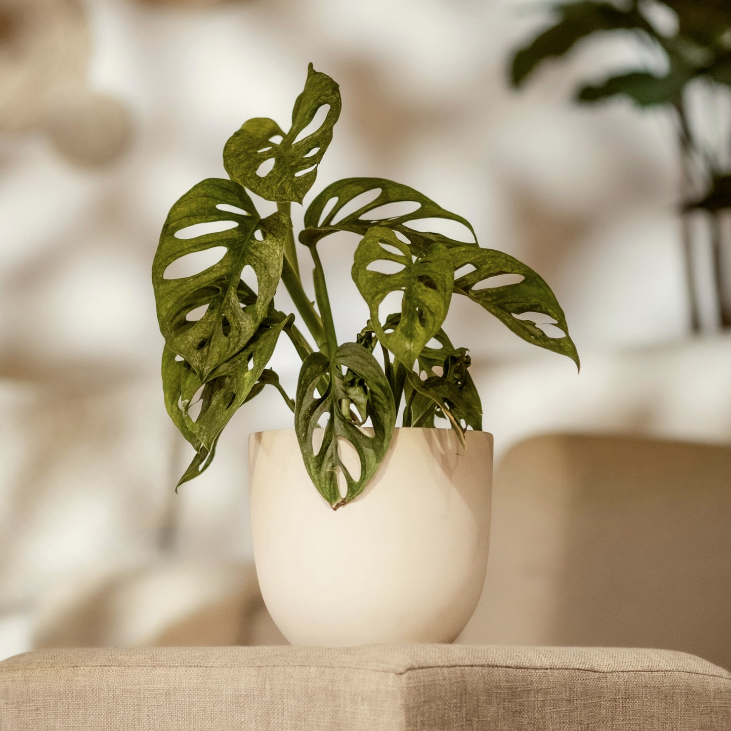 Drift Planter