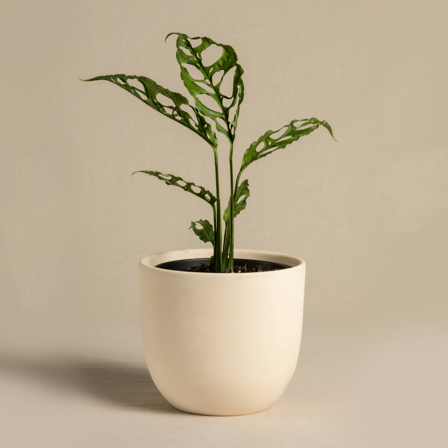 Drift Planter