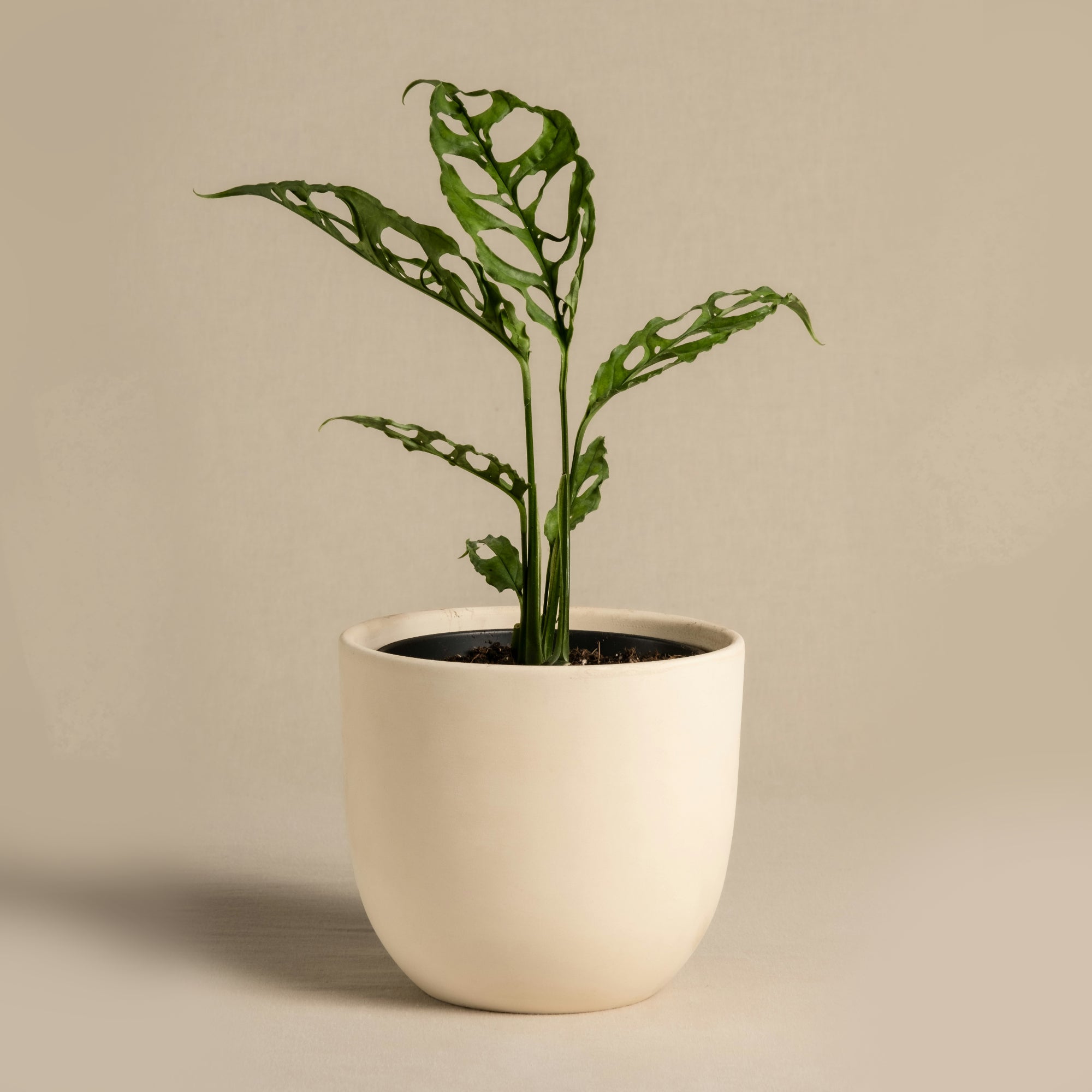 Drift Planter