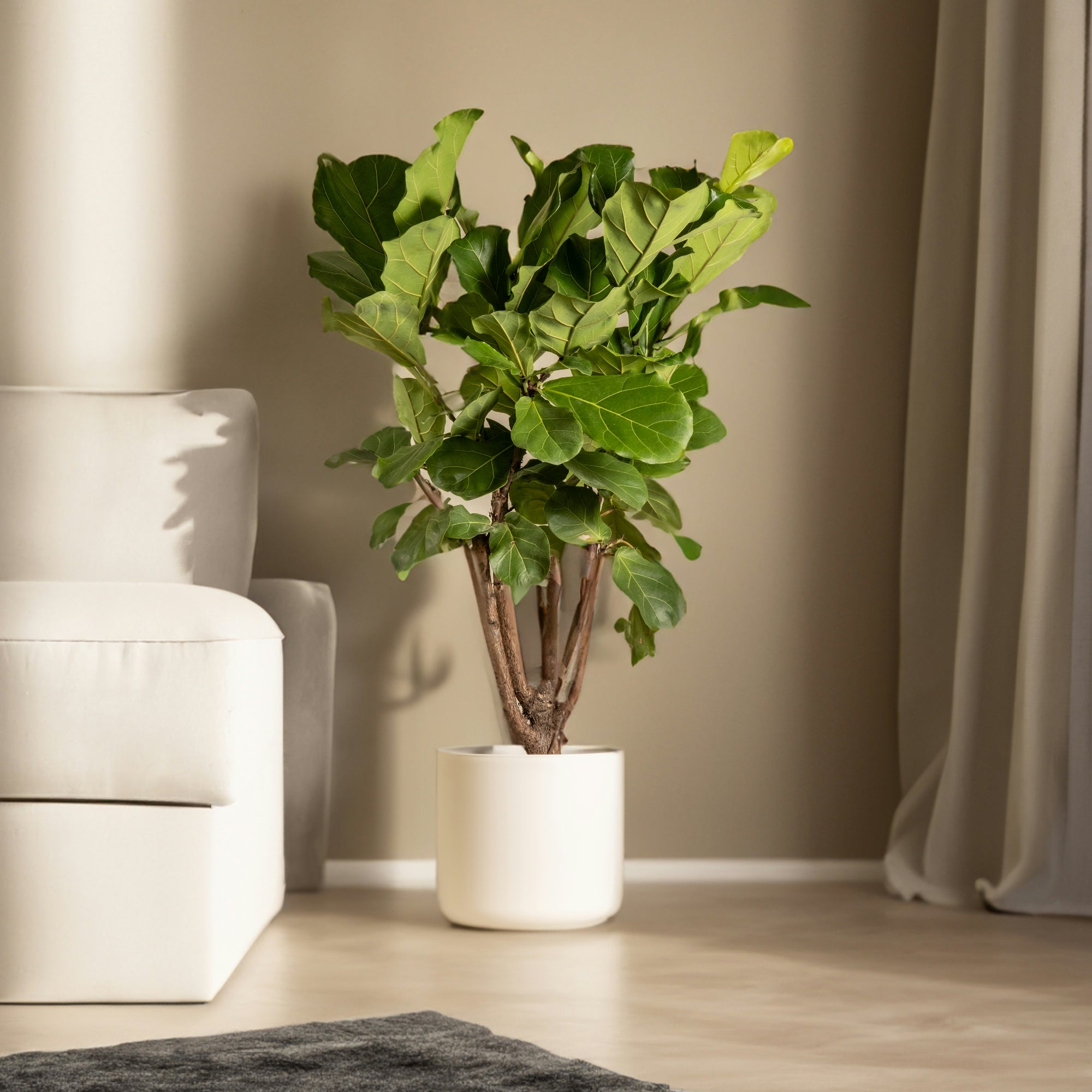 Dream Planter
