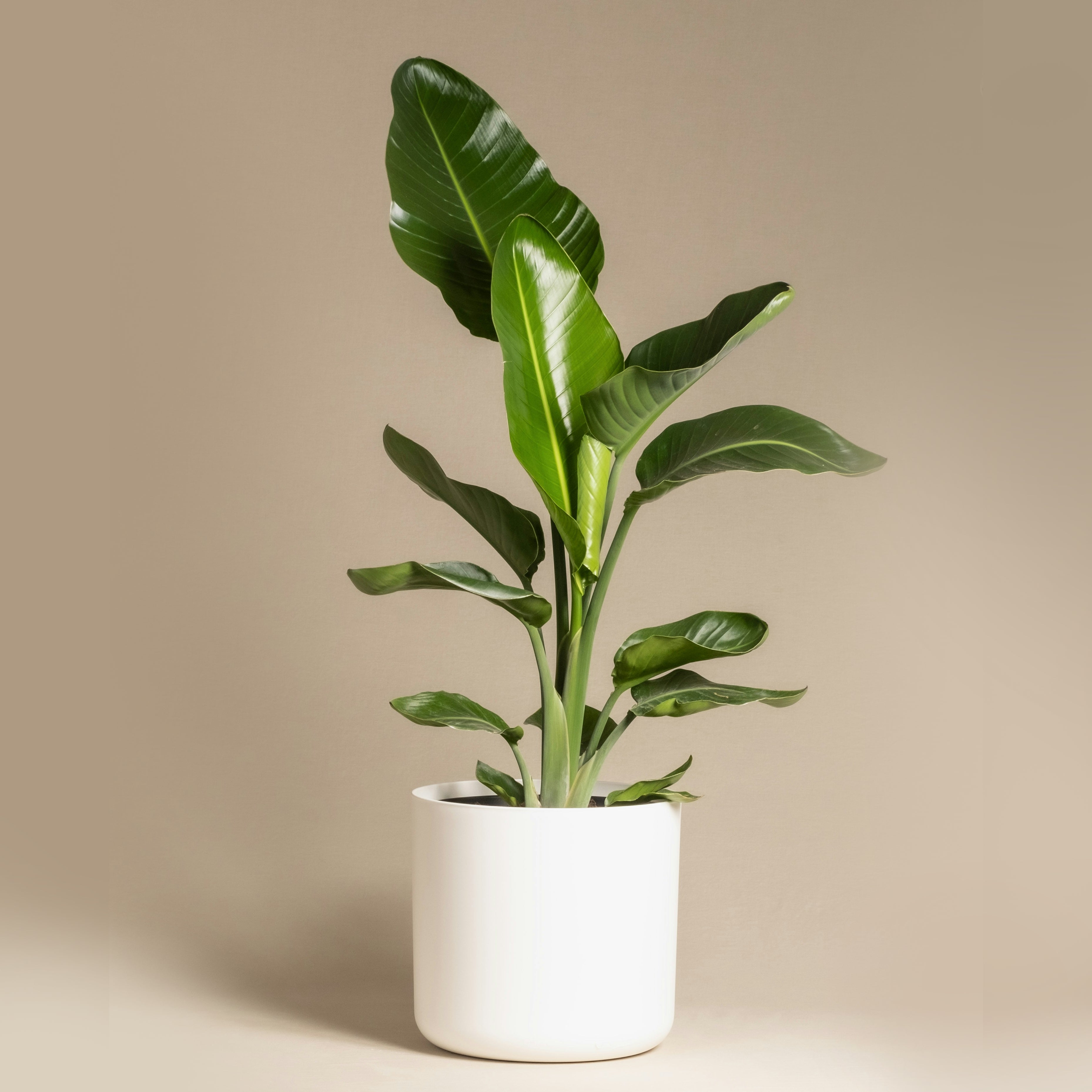 Growth Planter