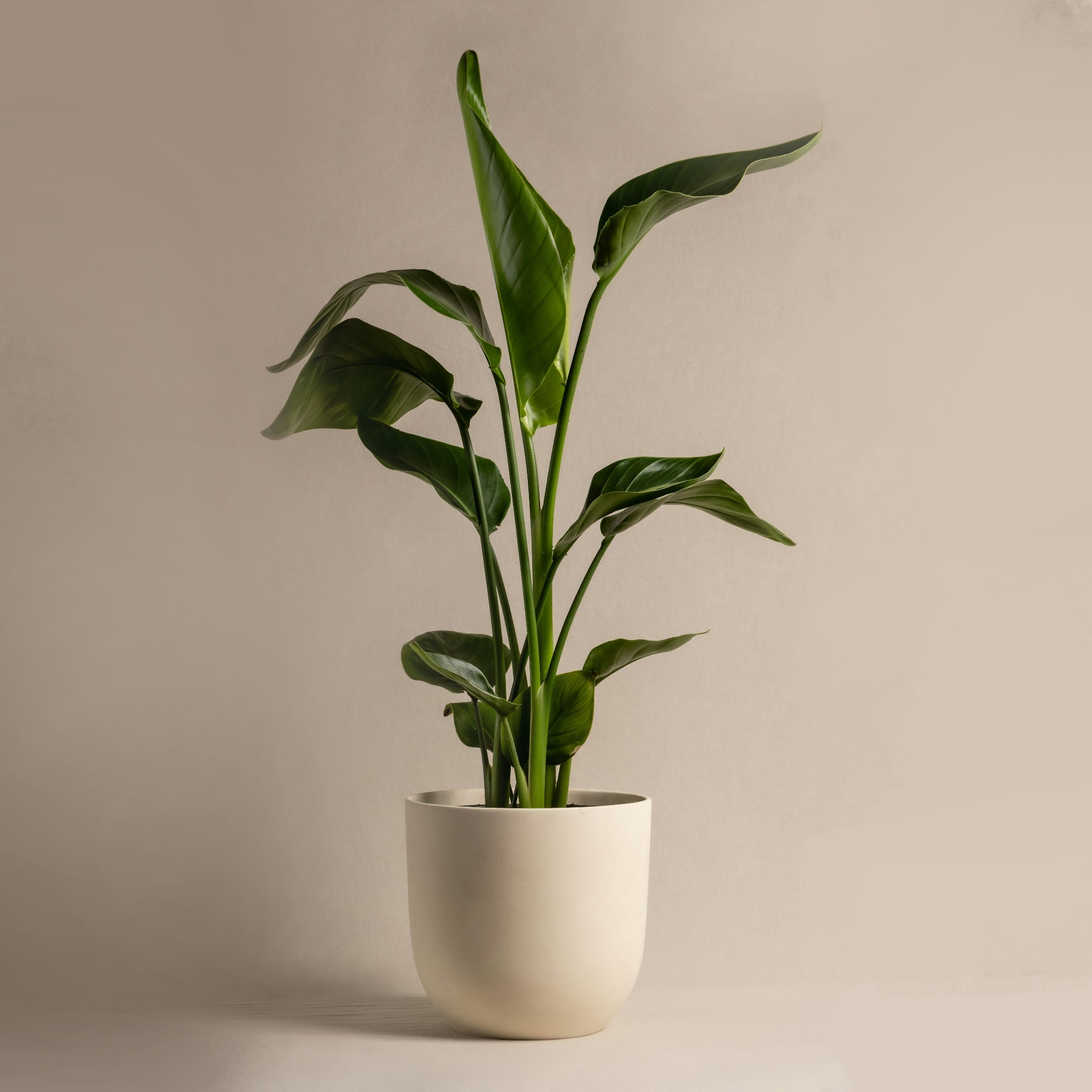 Growth Planter