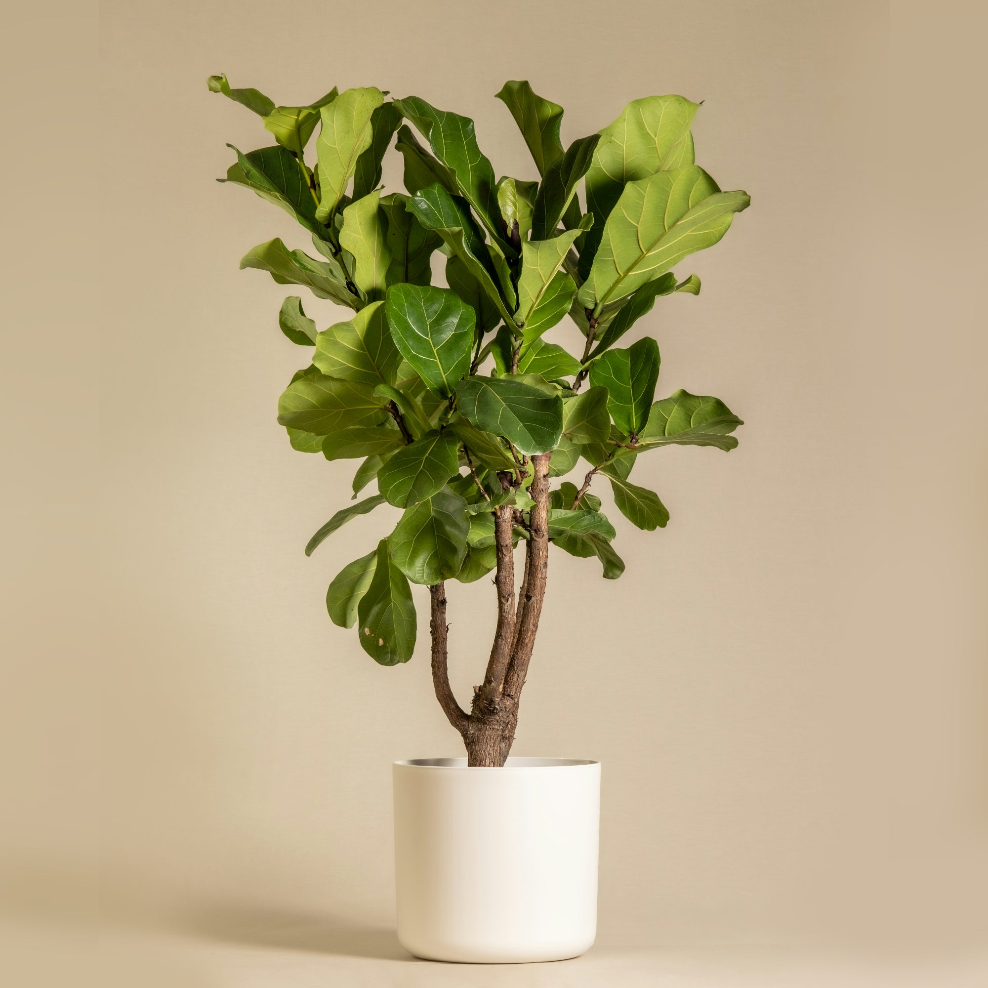 Dream Planter